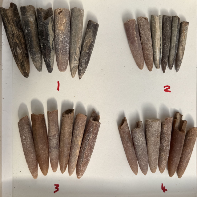 Belemnites