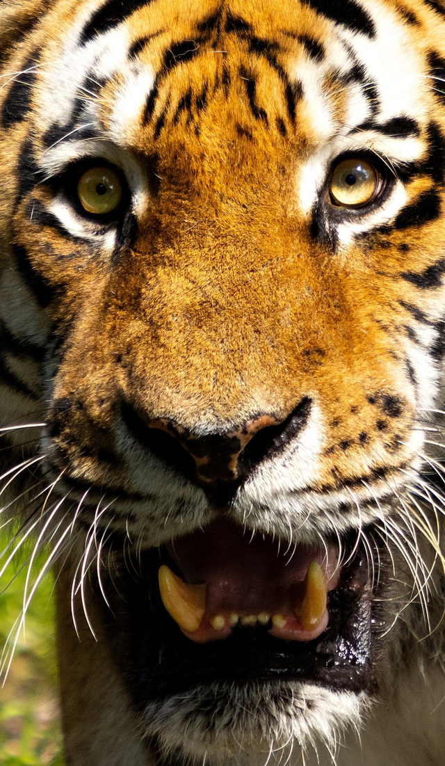 Bengal Tiger’s Extreme Close-up