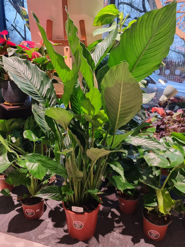Peace Lily large 24cm pot 120cm tall