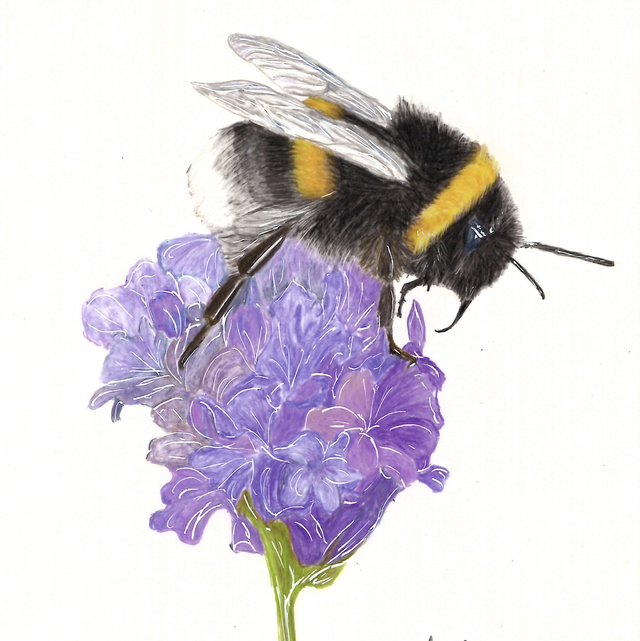 Bumblebee feeding time card
