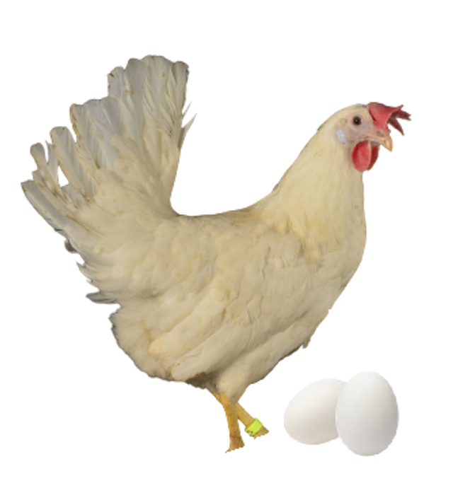 Super pondeuse Leghorn (oeuf blanc)