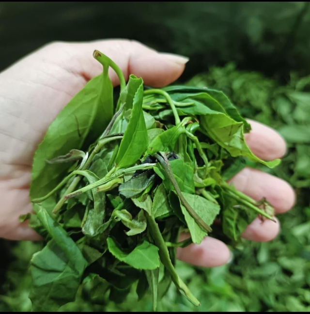 Atelier : les précurseurs d'arômes 