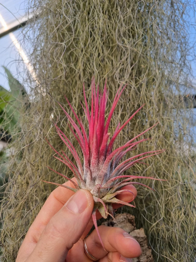 Tillandsia ionantha