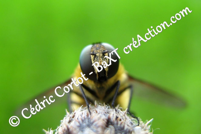 Impression sur alu dibond - Le petit monde du Vivant (ref Mch (46))