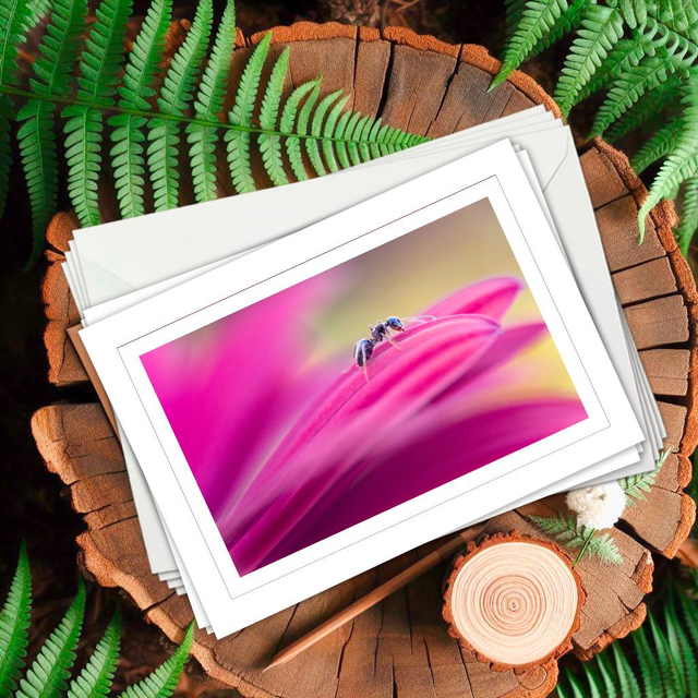 B103 - 4 Cartes doubles - Thème insectes n° 2 - Port compris