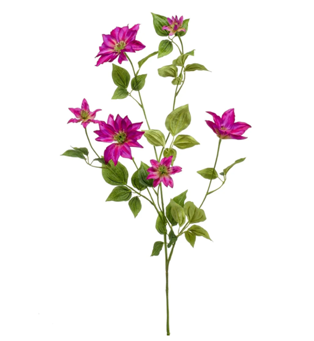 Clematis spray fuchsia 110cm