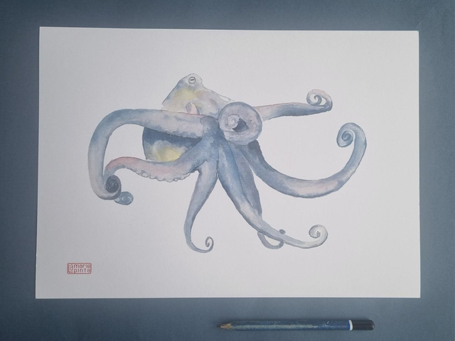 Poulpe bleu à partir de 4€