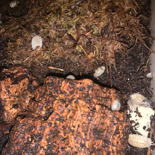 Crystal white P.laevis