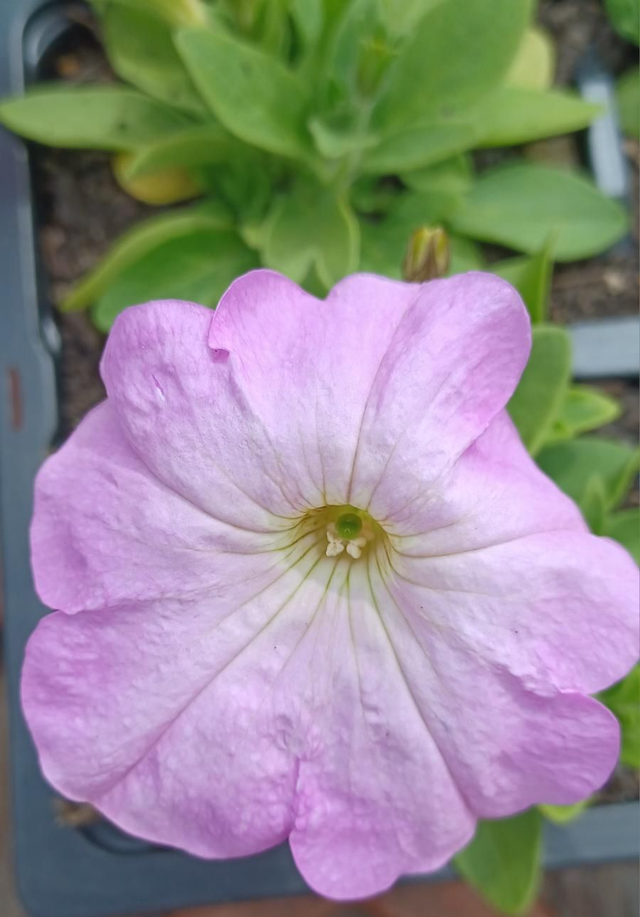 Petunia Frenzy mixed