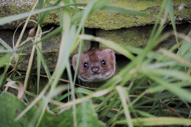 "Pop Goes The Weasel" Print    