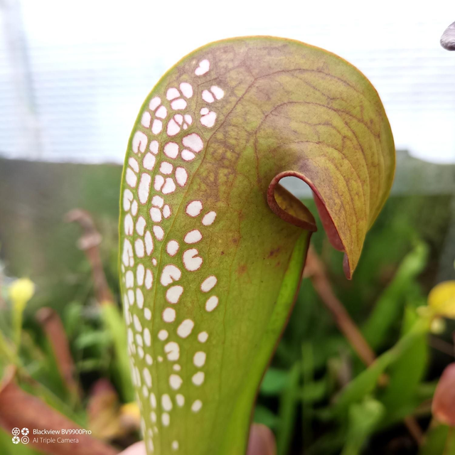 S. minor 