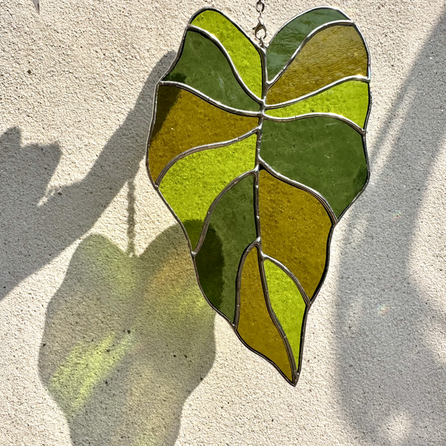 Feuille d’alocasia