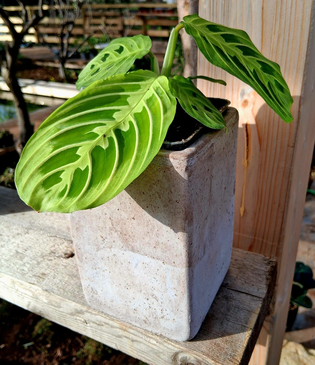 C92 . Maranta leuconeura 'Lemon Lime' in "CUBO ETRUSCO 15"