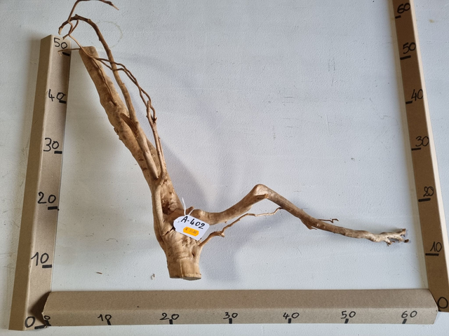 Racine araignée A-402