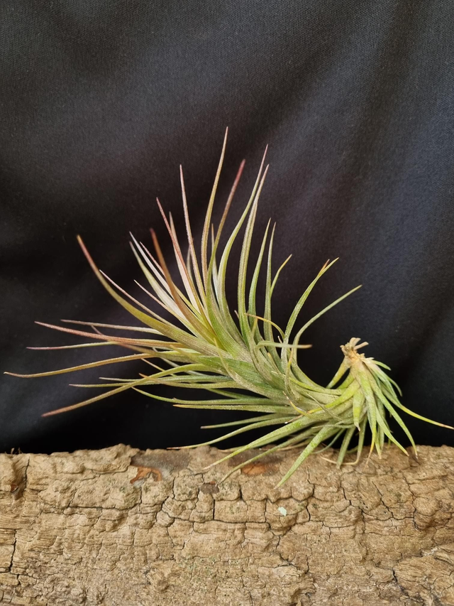 Tillandsia caulescens