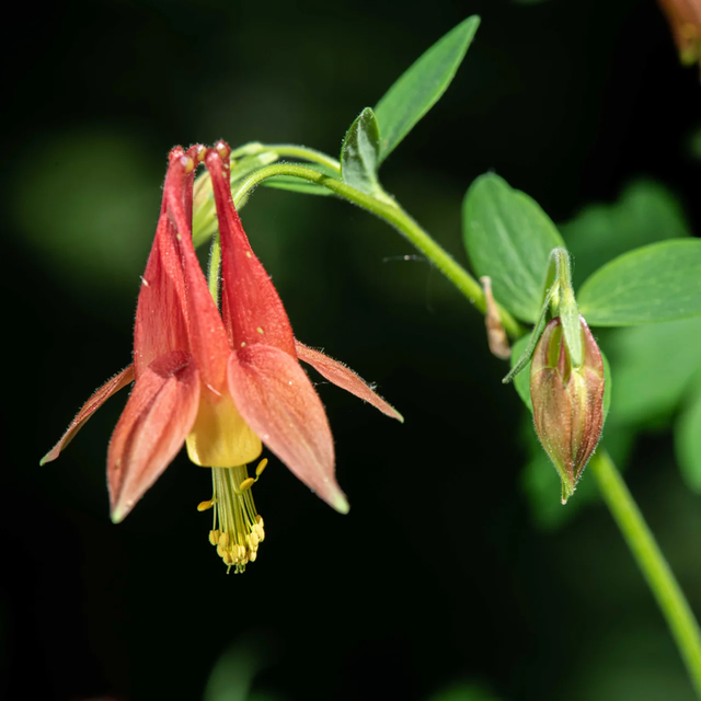 Ancolie du Canada AB - Aquilegia canadensis