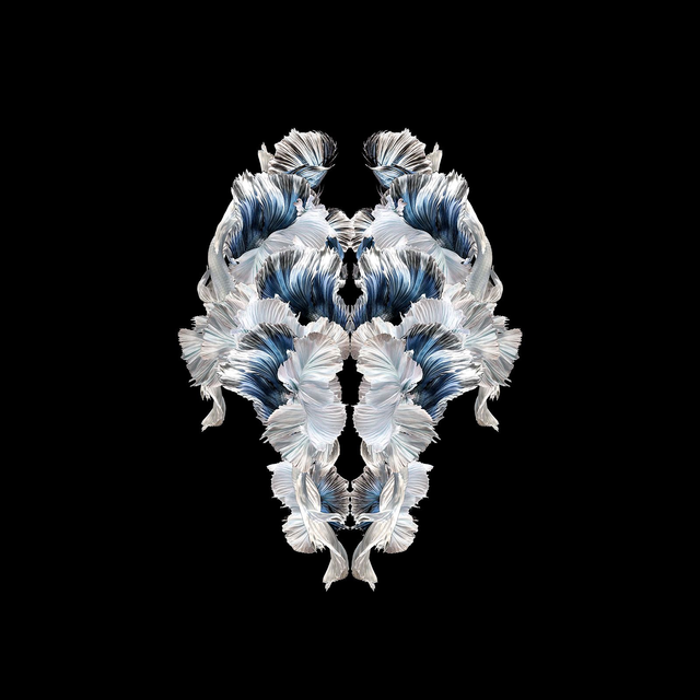 Imago Betta Blanc | Tirage 1/8