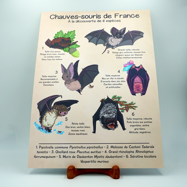 Poster Naturaliste - Chauves-souris de France