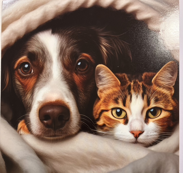 Darkroom Photography Morning Cuddles (Dog and Cat) 