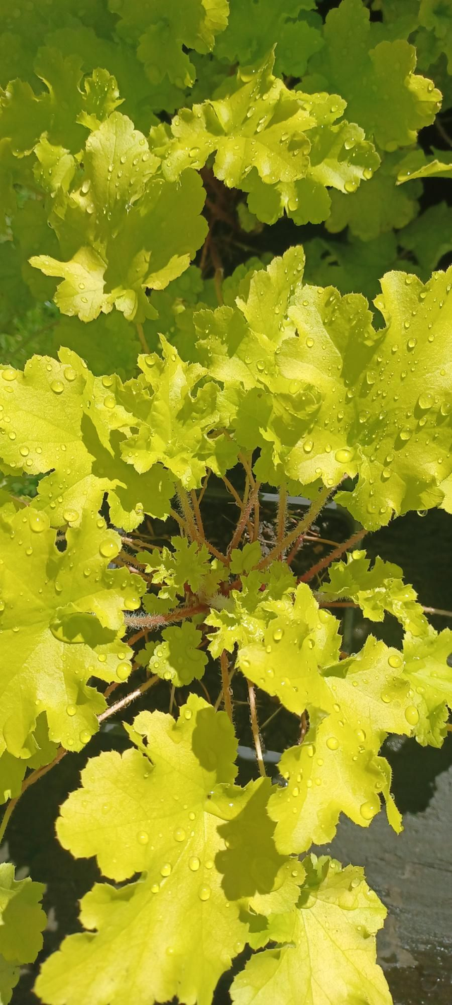 Heuchera Lime Marmalade