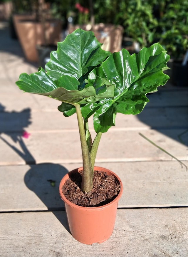 B91 . Alocasia low rider vaso 17