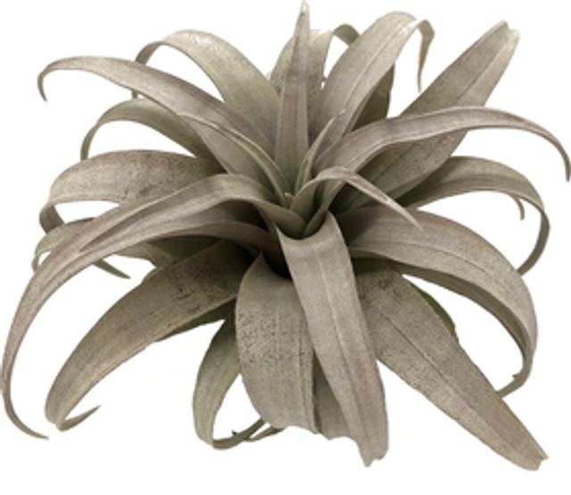 Tillandsia capitata yellow star
