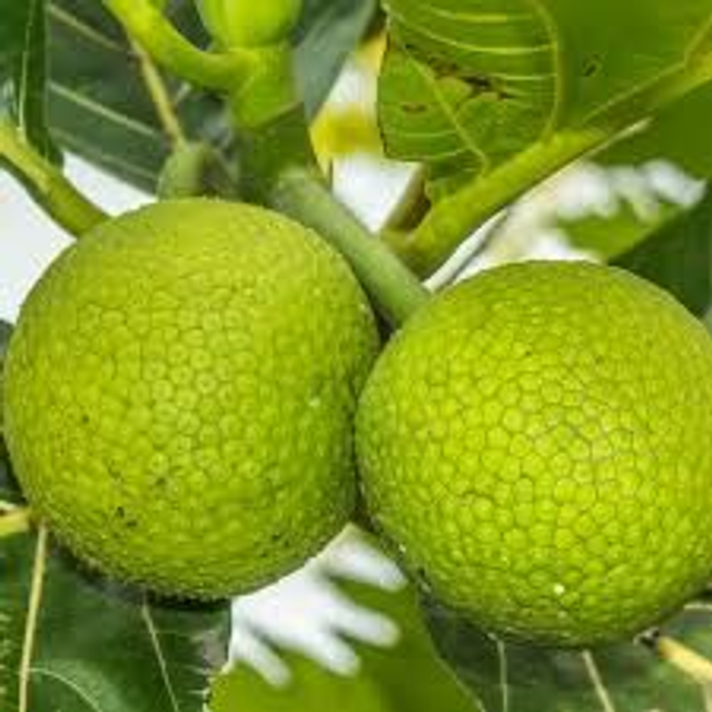 Tropical Sun breadfruit Sw