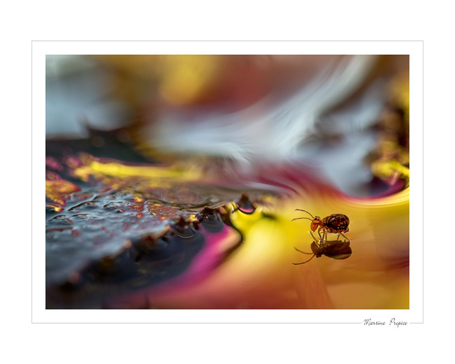 C207 - Le monde psychédélique du collembole