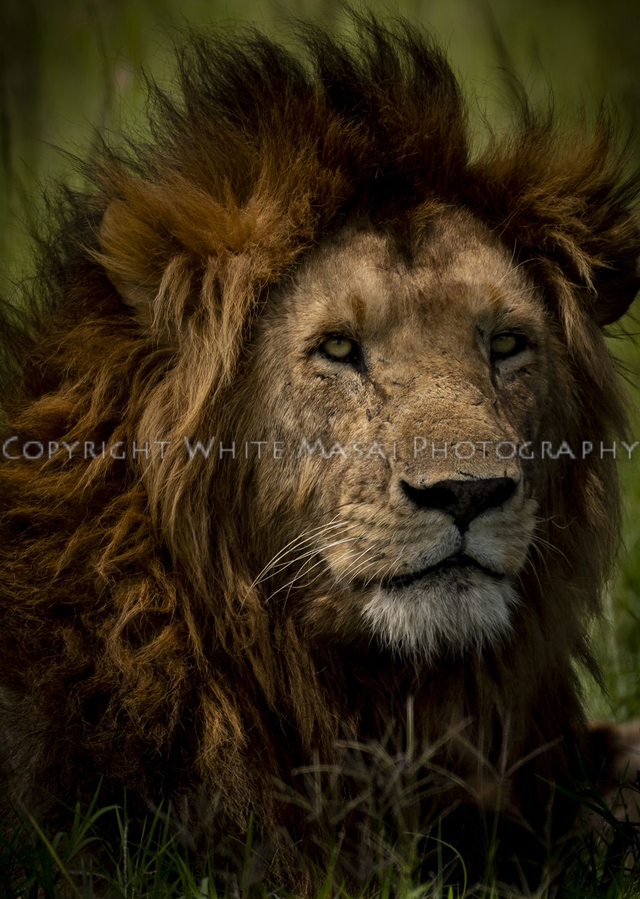 Majestic beauty, the male Lion surveys his domain