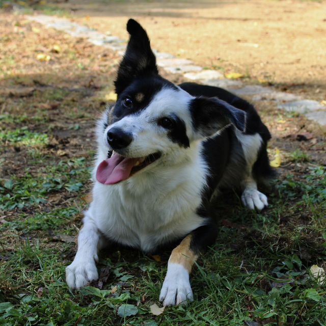 Hond Liasa
