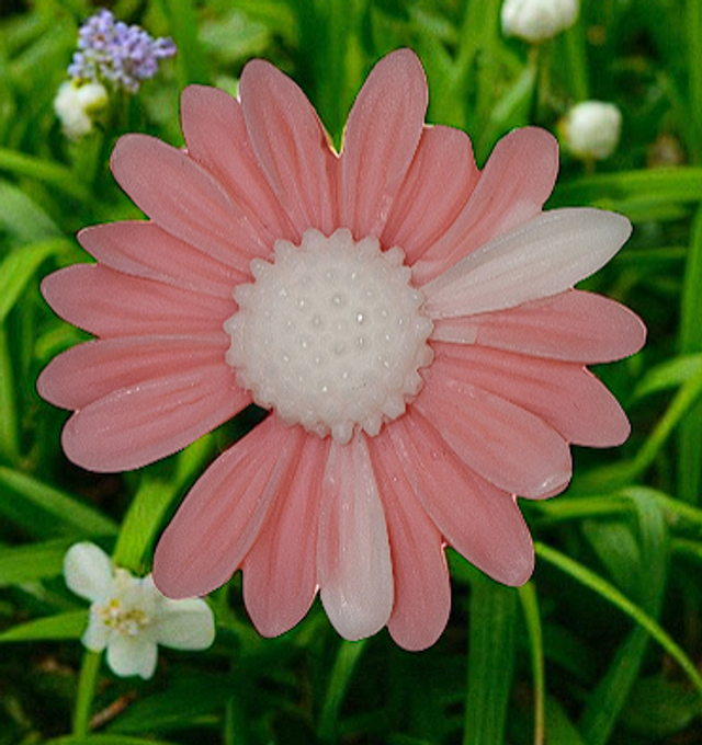 Fondant parfumé "Vanille épicée"