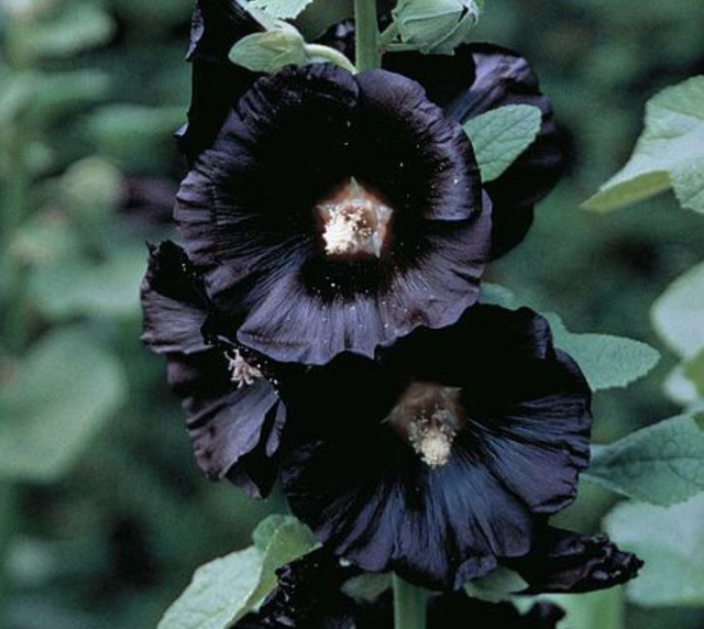 Hollyhock Nigra