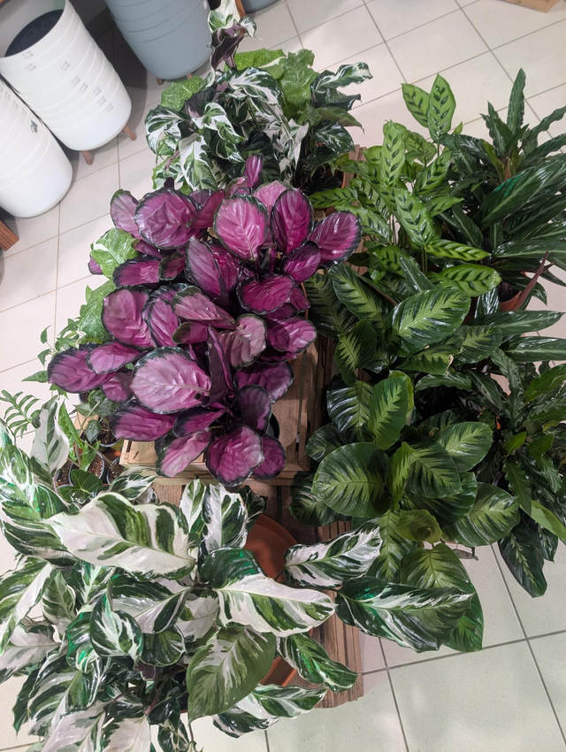 Calathea