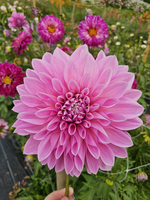 Cut and Create a Vase of Dahlias ~ Tuesday 5th August - 10am - 1pm