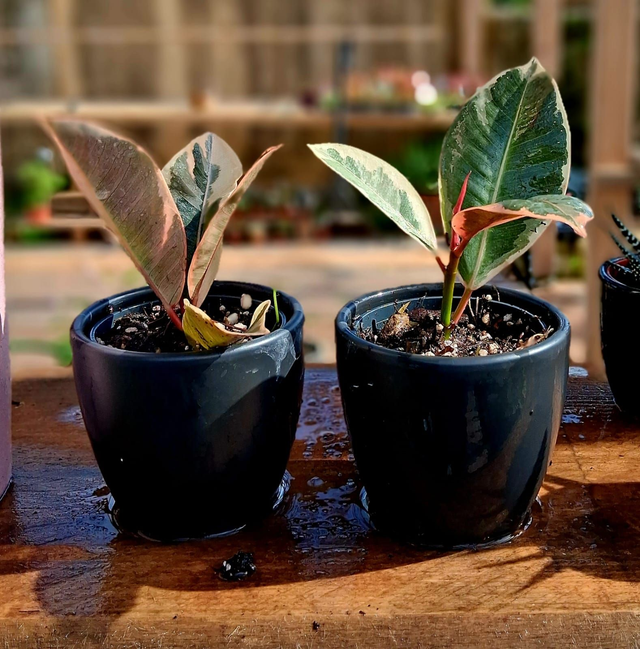 C100 . Ficus elastica 'Tineke' in Mini black cachpot" 