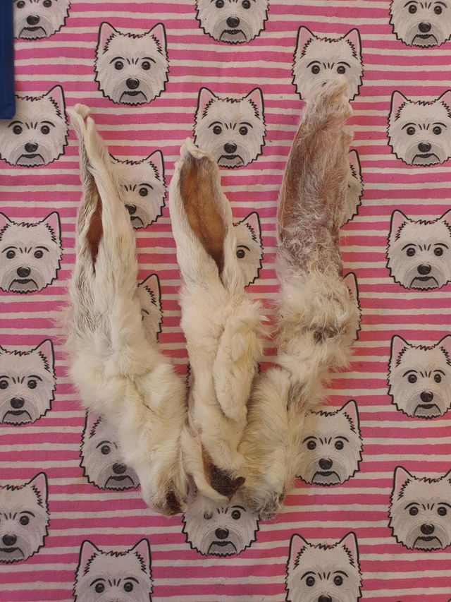 Hairy Rabbit Ears🐰🐇🐰