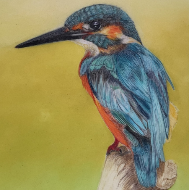 Kingfisher 