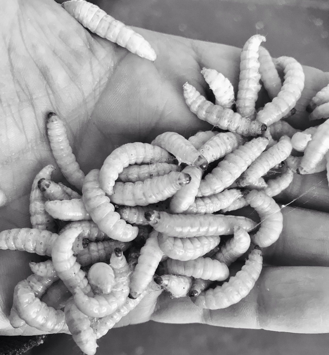 Combinazione Camole del miele Camole della farina 