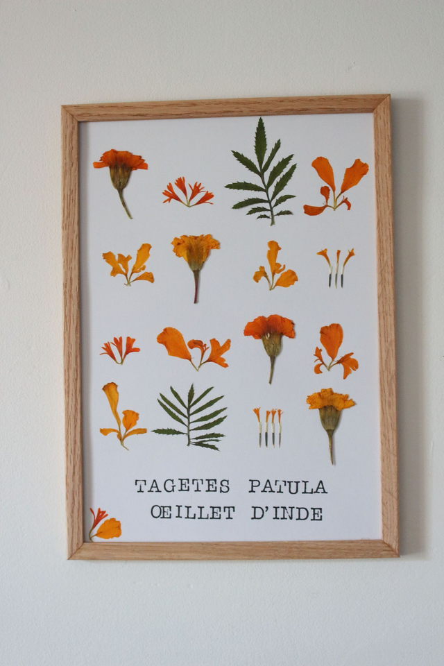 Oeillet d'Inde - Planche botanique