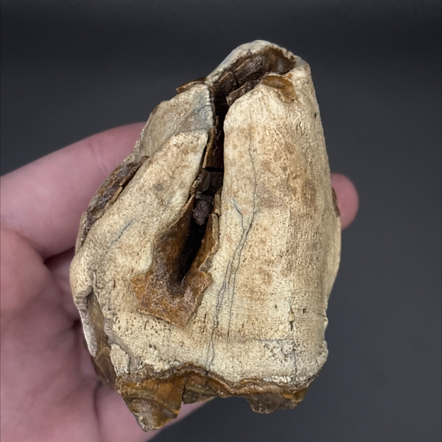 Woolly Rhino Tooth