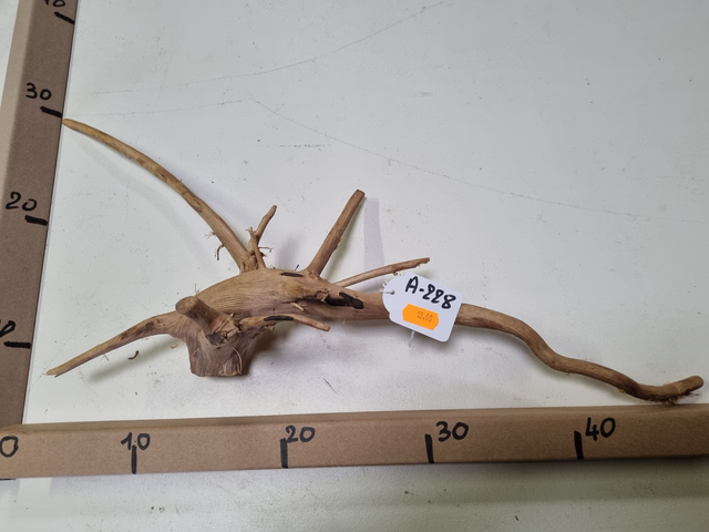 Racine araignée A-228