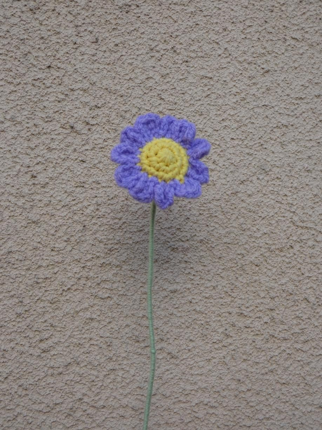 Marguerite violette