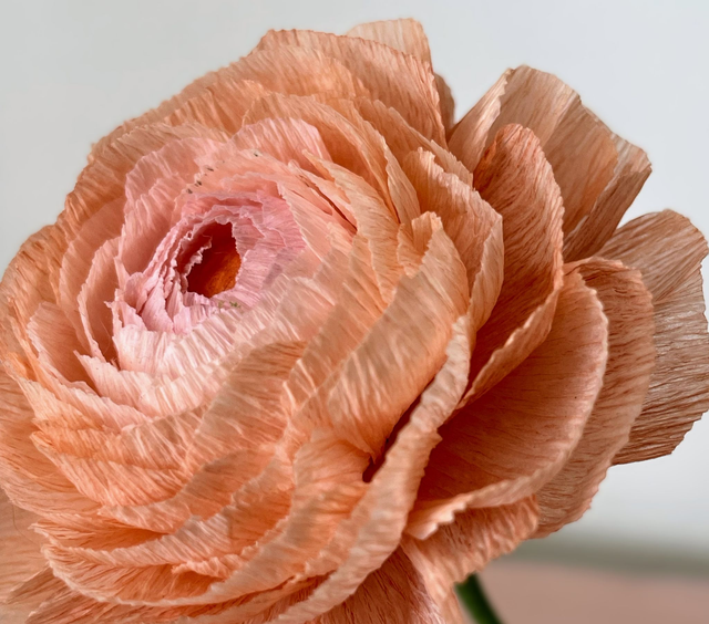 Renoncule "Enaé" avec son vase artisanal offert