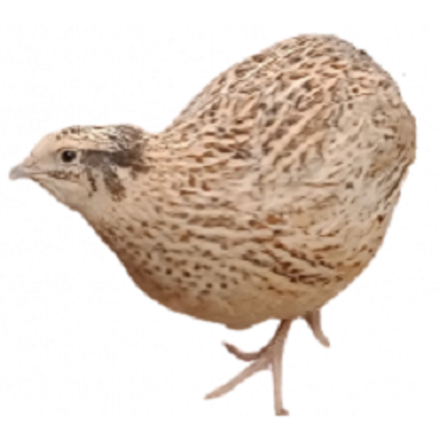 Caille femelle 