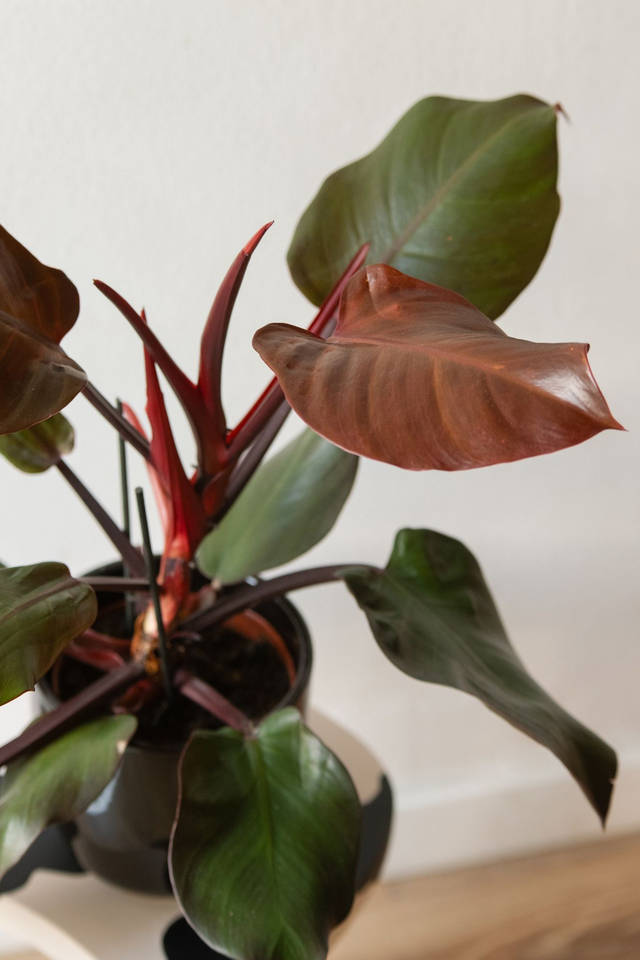 Philodendron Sunlight 🌿