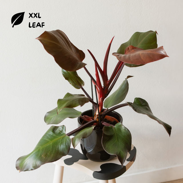 Philodendron Sunlight 🌿