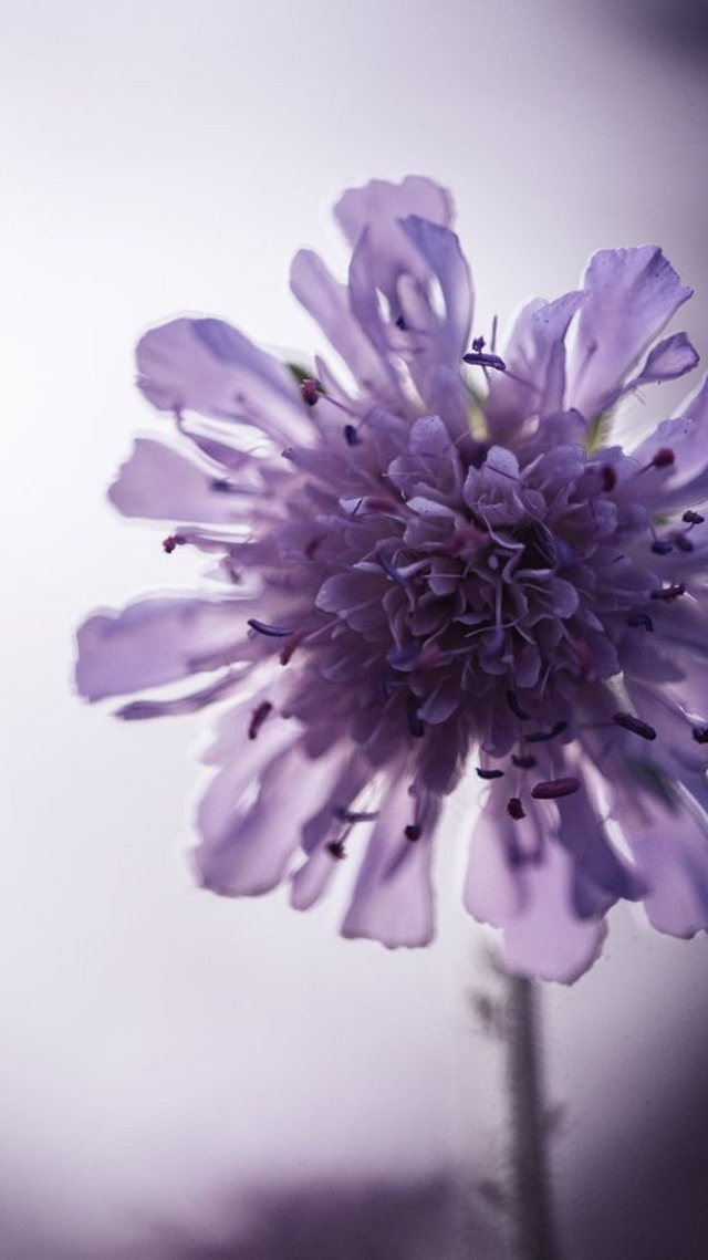 Knautie des champs 3