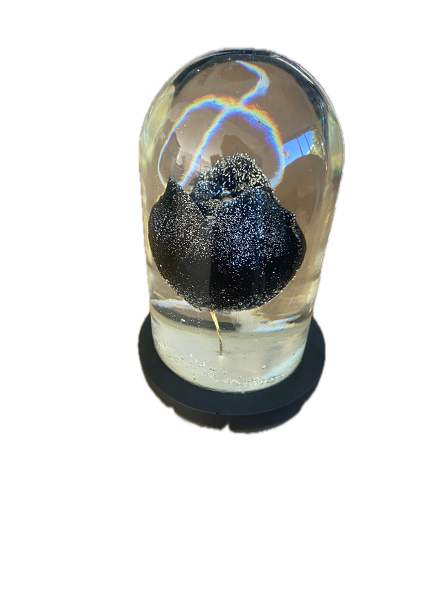 La Veilleuse de la Tulipe des Abysses