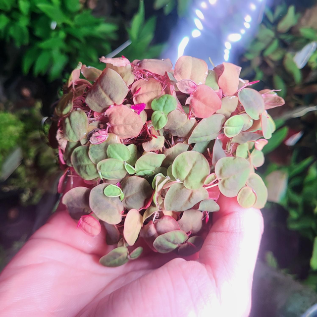 Phyllantus fluitans 6090936258235