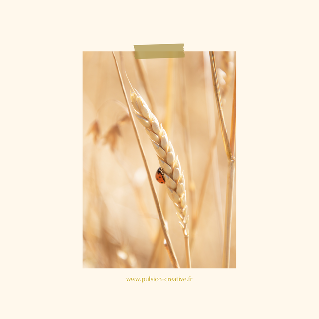 Carte postale photographie #2 Coccinelle